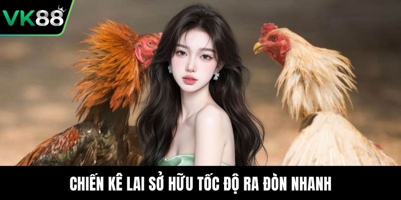 Chiến kê lai sở hữu tốc độ ra đòn nhanh