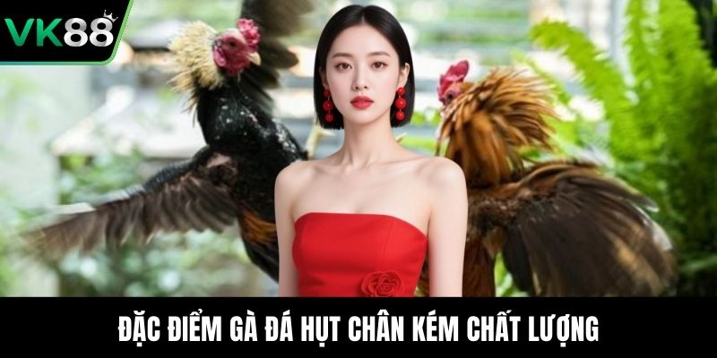 Đặc điểm gà đá hụt chân kém chất lượng