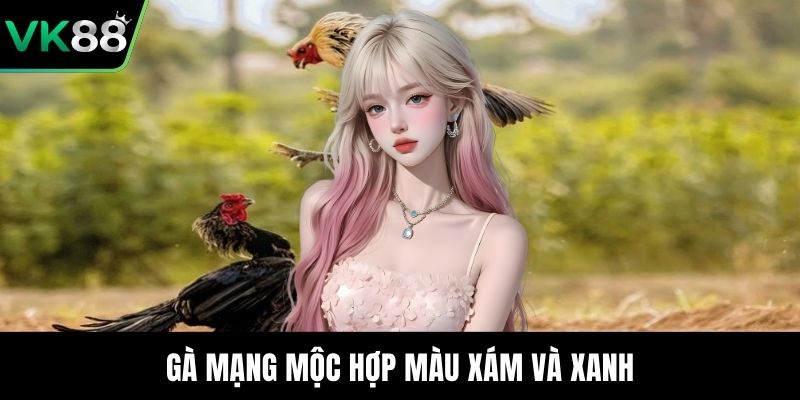 Gà mạng mộc hợp màu xám và xanh